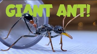 Myrmecia rufinodis  Mini Documentary [upl. by Erej]