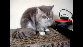 Cute Persian Cat and Kitten [upl. by Lilia]