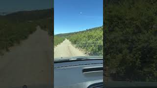 Searching for Butch Cassidys Ranch in Cholila  Driving in the Pampa [upl. by Acinimod]