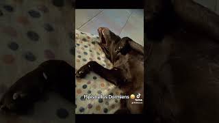 Pipistrellus Dormiens 😁 funnyshorts labrador pets canidivertenti cani [upl. by Nehttam304]