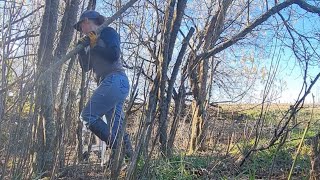 Everything I Know About Coppicing Hazelnut Trees I Learned From YouTube  Help me improve my skills [upl. by Rochell879]