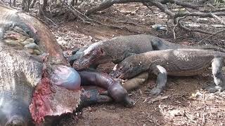 The real wild life the komodo dragon are eating buffalo and baby buffalo [upl. by Mulford407]