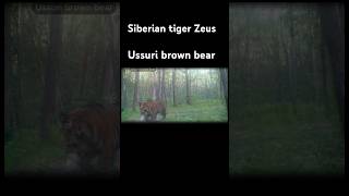 Siberian tiger Zeus and Ussuri brown bear ussuribrownbear siberiantiger brownbear tiger bear [upl. by Iden]