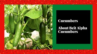 Cucumbers  About The Beit Alpha Cucumber [upl. by Krilov]