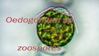 Oedogonium zoospores release [upl. by Morissa]