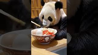 Panda eating noodles panda funny funny video [upl. by Ettennal811]