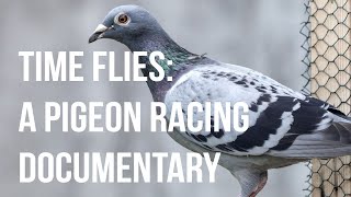 Time Flies A Pigeon Racing Documentary [upl. by Bashee]