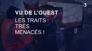 Cheval  les traits très menacés [upl. by Buiron]