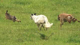 Galgos vs Liebre  Las más lobas [upl. by Ocirrej]