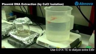 Plasmid DNA Extraction CsCI Isolation [upl. by Glaser]