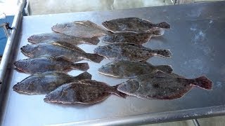 Best Flounder rig EVER for jigging up coolers full of Fluke [upl. by Harlie925]