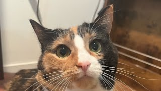 Pawing and Pouncing Calico Cat Care cat catlover cutecat cute [upl. by Duwe]