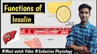 Insulin Hormone FunctionsEndocrine Pancreas Endocrine Physiology LecturesMBBS Ashish [upl. by Arbuckle7]