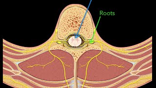 Spinal nerves [upl. by Nnylacissej]