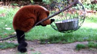 ZOO PARC DE BEAUVAL 5 Lémurien Vari Lemur [upl. by Thury731]