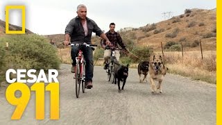 All Three Trouble Makers In Sync  Cesar 911 [upl. by Prince801]