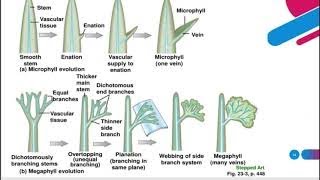 Evolution of leaf Microphyllous amp Megaphyllous leaf 12th biology  2nd year [upl. by Llerraf]