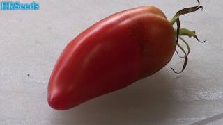 ⟹ Jersey Devil Tomato  Solanum lycopersicum  Tomato Review 2019 [upl. by Tuinenga292]