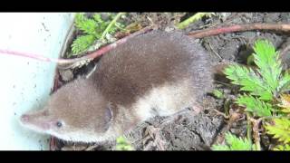 Interesting Facts about Shrew [upl. by Lippold]