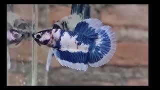 Most beautiful betta fish 🐟🐟 feeds aquarium bettafishlove suggestedvideo [upl. by Yoshiko]