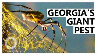 Georgia Home to Giant New Joro Spider Species [upl. by Htidirem]