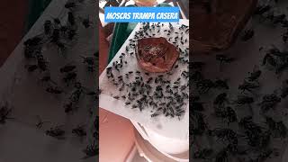 Trampa casera de Moscas 🦟🦟 [upl. by Ecadnac]