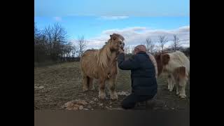 Clipping The Hairy Shetland With Liveryman Harmony Plus Clippers [upl. by Gabe]