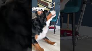 Bernese Mountain Dog saves owners lives [upl. by Leinadnhoj]