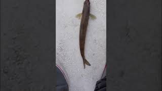 Lizard fish in SD  😂 behindthescenes lizardfish fishing fishingvideo sandiego fishinglife [upl. by Tnahs97]