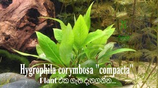 Hygrophila corymbosa quotcompactaquot Plant එක ගැන දැනගන්න [upl. by Higgs]