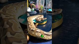 Good bye butter ball molinarosnakelab ballpython shorts royalpython python snake morphs diy [upl. by Qooraf]