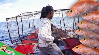 Harvesting Fish Pots Sunday Morning  Catch Silk Snappers [upl. by Bertine]