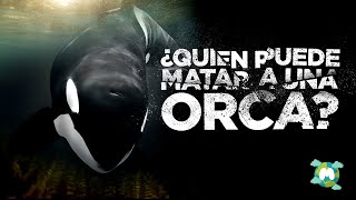 ¿Quién Puede DESAFIAR a la Ballena ORCA 🌊 Los Posibles Contendientesquot [upl. by Billmyre]