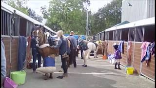 Caspians at HOYS 2017 [upl. by Jo-Anne]