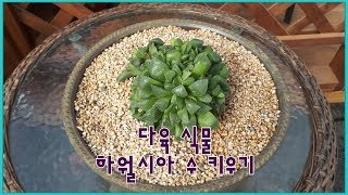 다육 식물 하월시아 수 키우기 Haworthia retusa [upl. by Jahdol]