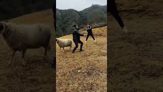 You two work very well together sheep goat funny funnyvideo animals foryou mouse11121 [upl. by Roseanna]