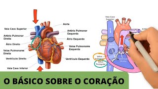 ANATOMIA E FISIOLOGIA CARDÍACA BÁSICA  O básico sobre o coração [upl. by Hube918]