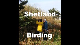 Shetland Birding Autumn 2023 [upl. by Garrek761]