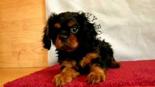 Black amp Tan cavalier king charles puppy from Brookglen Farm [upl. by Burta784]