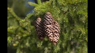 Picea abies Norway spruce Pinaceae [upl. by Leo]