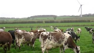 Acorn Dairy Cows Enjoy Turnout 2014 a happy herd [upl. by Noguchi367]