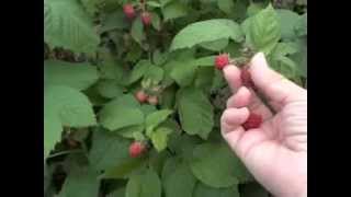 Raspberry Picking Technique and Guidelines [upl. by Pickering]