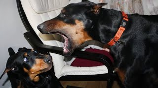 Doberman is the Funniest Dog That Will Make You Laugh🐶 Best Dog Compilatio [upl. by Ede765]