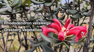 Rhododendron versteegii  Grasberg Vegetation [upl. by Curry587]