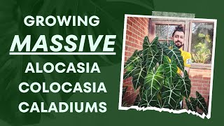 Colocasias Caladiums amp Alocasias Ultimate Indoor Growth Guide 👩‍🏫  My Top Secrets 🗝️🌿 [upl. by Barimah]