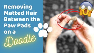 How to Remove Mats From Your Dogs Paws With a Clipper  DIY Doodle Maintenance Grooming [upl. by Annahsirhc]