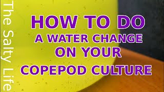 COPEPOD CULTURE WATER CHANGE  A STEP BY STEP GUIDE [upl. by Haeli]