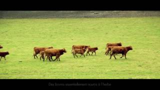 FRENCH BEEF a taste of terroirs [upl. by Babb]