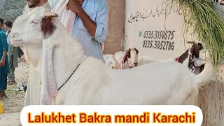 lalukhet Bakra mandi Karachi today update Khyber Bakra mandi Karachi [upl. by Ibbie275]