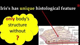 Histology I unique feature of Iris of eye [upl. by Obara]